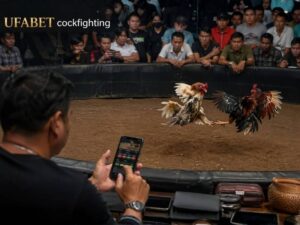 how-to-play-ufabet-cockfighting-online